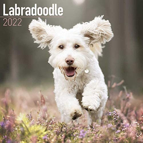 Libro: Calendario Labradoodle Calendarios De Razas De Perros