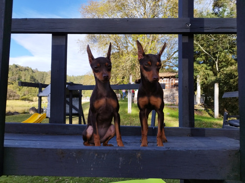 Pinscher Miniatura 