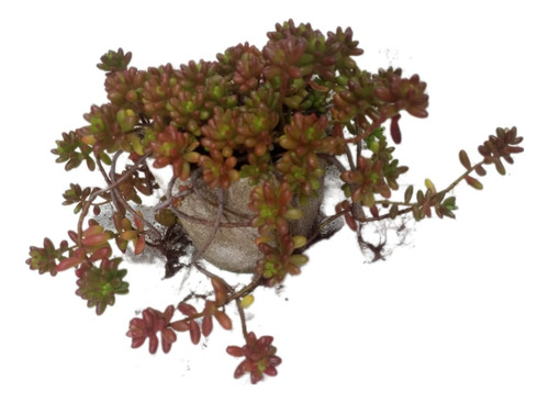 Suculenta Sedum Rubrotinctum