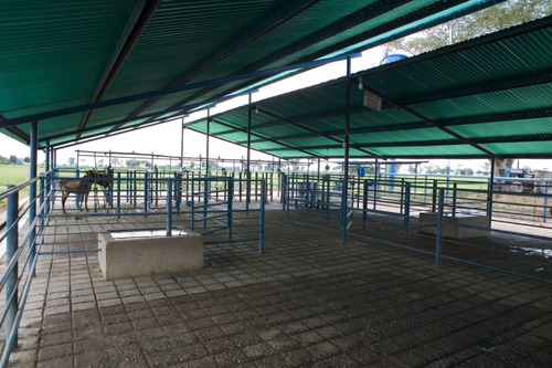Imagen 12 de 25 de Finca Bufalina Barinas, Parroquia San Silvestre En Venta