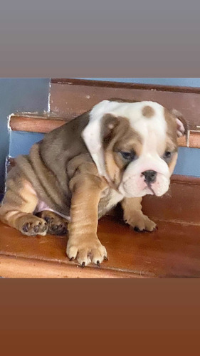 Imagen 3 de 5 de Bulldog Inglés Hemb Y Machitos Exóticos Triple Carrier