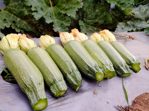 Semilla De Calabaza Hibrida Variedad Fernanda 2 Libras