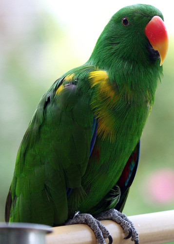 Cuadro 60x90cm Loro Verde Green Bird Ave Plumas Colores M1