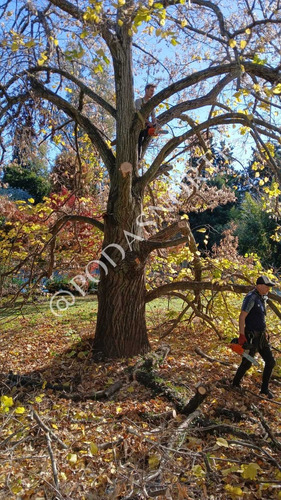 Podas Norte - Podas En Altura - Jardineria 1121614055