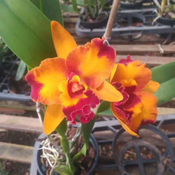 Cattleya Amarela Flor Grande Muda Adulta Chunyeah X Nobile's