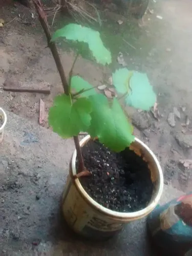 Plantas De Uva Morada Criolla