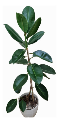 Gomero Ficus Elastica -xxl-