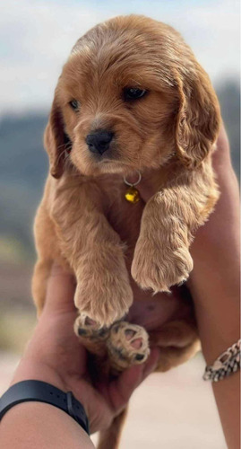 Hermosos Cachorritos Cocker Spaniel