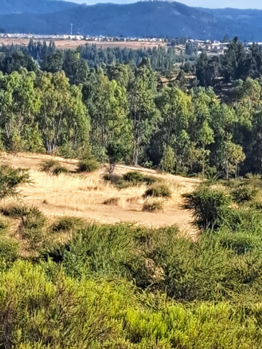 Terreno De 50.000 Mt2 / Cauquenes, Región Del Maule.