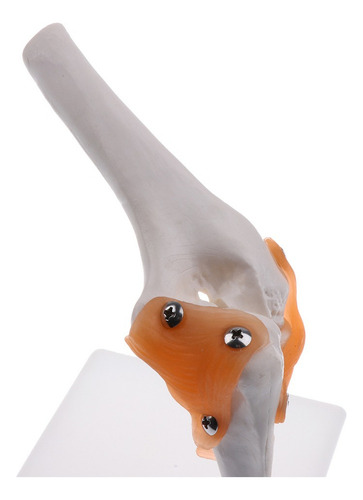 1: 1 Tamaño Natural Modelo Anatómico De Ligamento De Codo