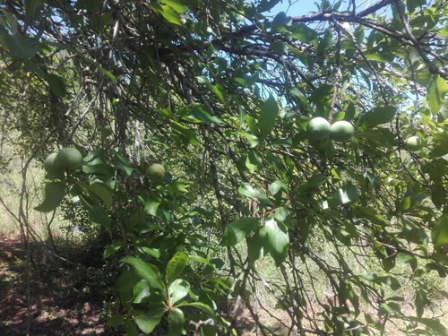 Chacra En Venta De 28 Ha En Campo Viera Misiones