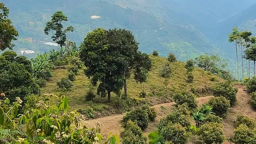 Vendo Finca De 45 Hectares O 71 Cuadras Sembradas En Aguacate Hass En Genova Quindio