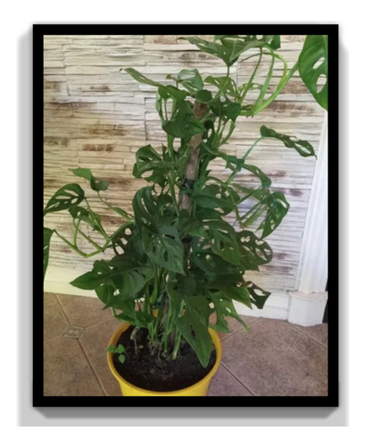 Planta Philodendron Peruviano Con Tutor 