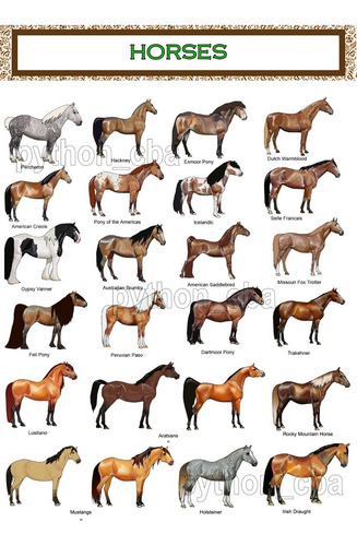 Imagen 5 de 6 de Colección 3 Pósters Razas De Caballos - 42x30 Cm. - Nuevos