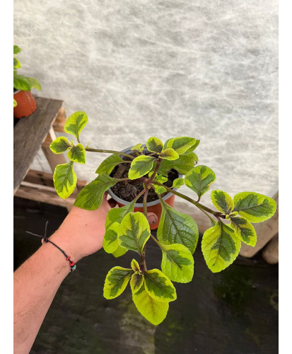 Planta De Dolar Variegado ( Pilea Peperomioides ) C F 1