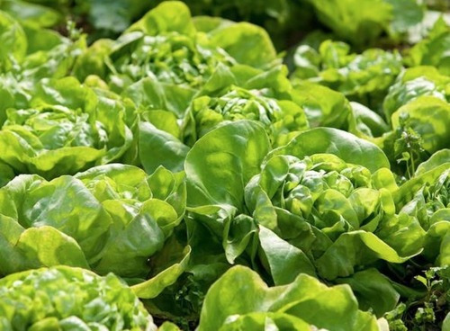 Semillas Agroecologicas Lechuga Prima Mantecosa De Invierno