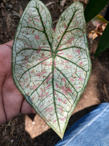 Caladium Rojo