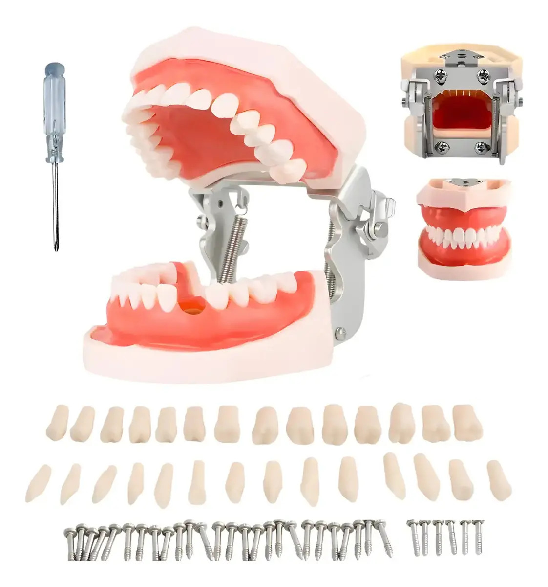 Tipodonto 28 Dientes Extraible Encia Suave Modelo Dental Articulado Practica Resina