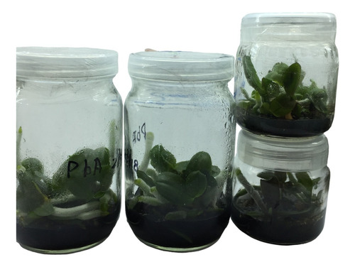 Medio Phalaenopsis 1 L In Vitro Phytotech Invitroorquid®.
