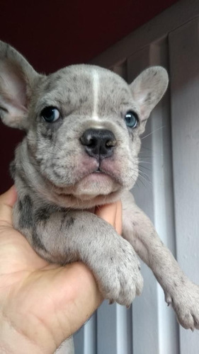 Cachorros Bulldog Francés Perros Tunja Duitama Riohacha Cali