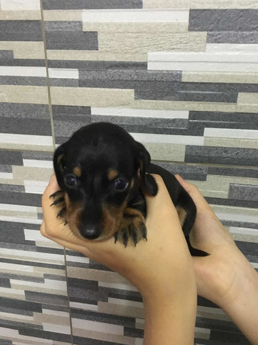 Imagen 4 de 10 de Perros Salchichas Mini 70365966