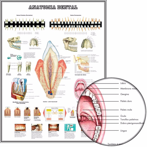 Consultório Odontológico Poster 65x100cm Anatomia Dental 