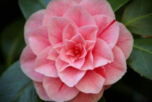 10 Semillas De Flor De Camelia Flor Doble + Instructivo