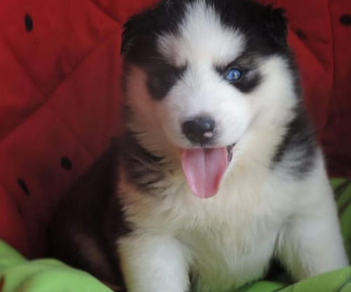 Cachorros Husky Siberiano 