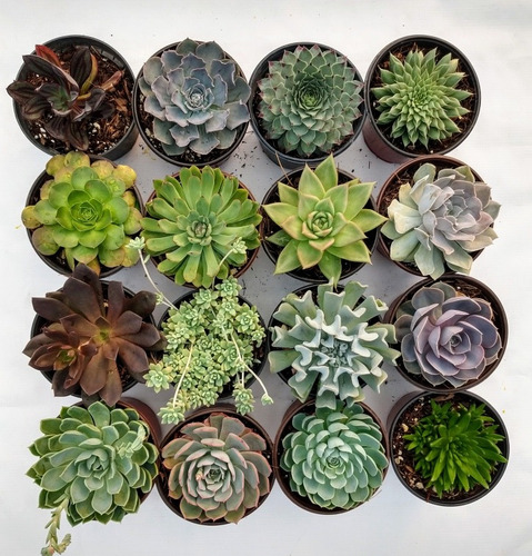 Imagen 2 de 10 de Echeverias 6 Pulgadas 4 Pzas Dhl