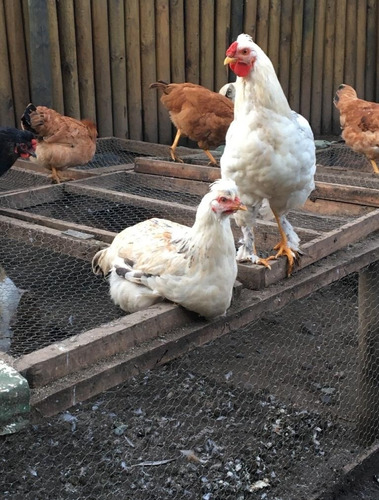 Imagen 5 de 9 de Gallinas De Campo Edad Pollitas