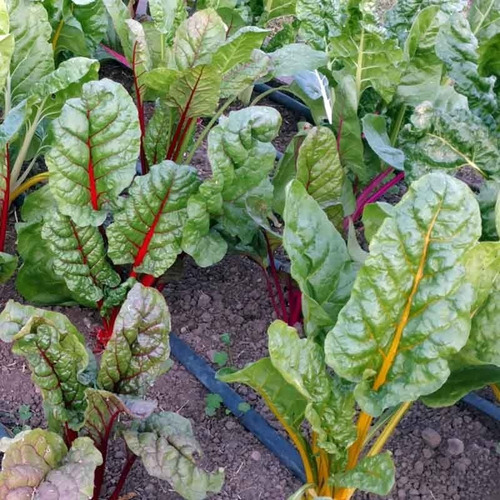 25 Semillas De Acelga Arcoiris Colores Nuevas Si Germinan