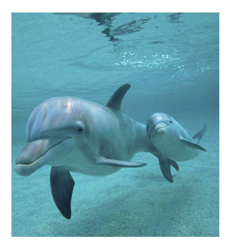 Vinilo 30x30cm Delfines Hijo Madre Nadando Juntos