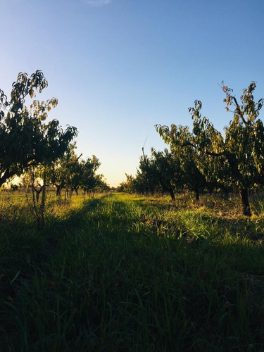 Dueño Vende 18 Hectáreas Campo En La Zona De Canelón Chico
