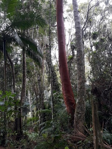 Imagem 6 de 7 de Chacará Juquitiba