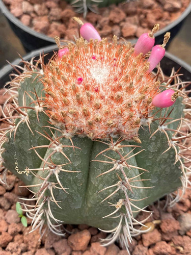 Imagen 3 de 5 de Melocactus - Cactus No Suculenta