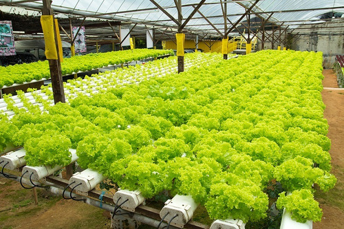 Imagem 4 de 5 de Nutriente Para Hidroponia 1000l (bruno Palma Hidroponia)