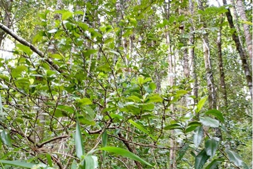 Venta Parcela Pucón Con Acceso A Rio Carhuello