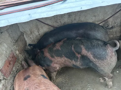 Cerdo Negro Macho Capado (Usado)