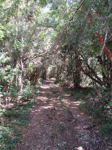 Venta En Verde, 16 Parcelas, Sector Huincacara, Villarrica