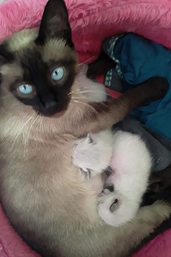 Gatito Siamese Seal Point Puro!!! Hermoso!!!! 2 Meses