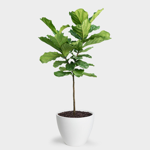 Ficus Pandurata Pequeño + Envío Gratis