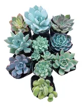 Comprar Plantas Cactus Suculentas Por Mayor En Maceta N10 Por 10u
