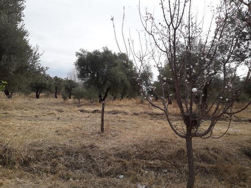 Imagen 10 de 16 de Campo En San Pedro Traslasierras. 4 Has Casa Y Galpon