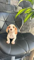 Comprar Cachorros Salchicha Hembra Y Macho Pomerania Yorky Shitzu