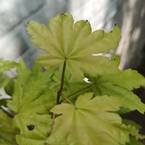 Arce Shirasawanum Aureum Moonrise Verde Lima