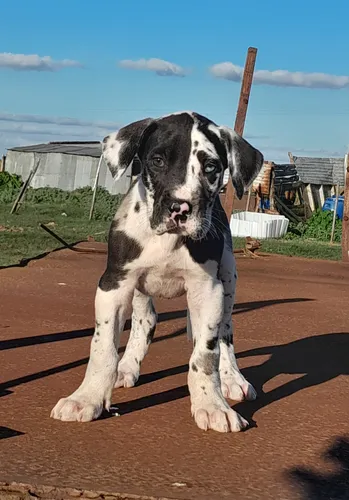 Cachorros Gran Danes Linea Europea Únicos!! Con Pedigree Kcu Negro