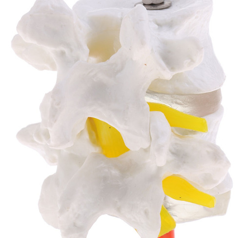 Vértebra Lombar Da Coluna Vertebral Humana 1: 1 Com Modelo