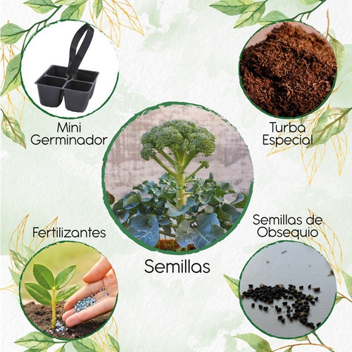 100 Semillas De Brócoli De Cicco + Mini Kit De Germinación