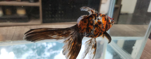 Pez Calico 14 Cm Naranja