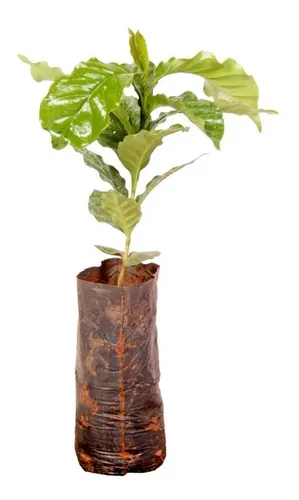 comprar Kit Com 5 Mudas De Café Arábica Ouro Verde Enxertado